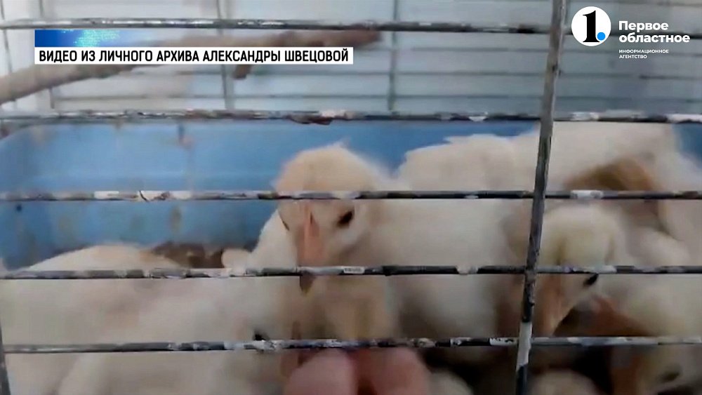 Зооволонтер спасла умирающих цыплят