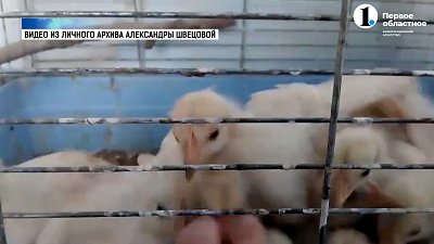 Зооволонтер спасла умирающих цыплят