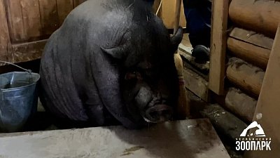В Челябинском зоопарке свин Граф отказался взвешиваться