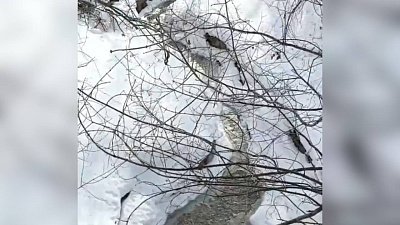 В Минэкологии объяснили запах сероводорода на речке в Челябинской области