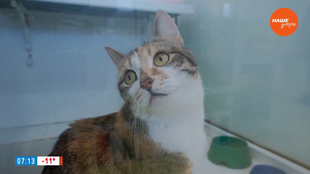 Зоогостиницы в рубрике «Усы, лапы и хвост»