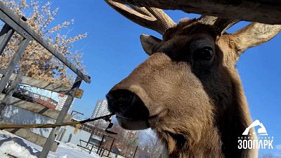 Марал Горыныч хвастается рогами в Челябинском зоопарке