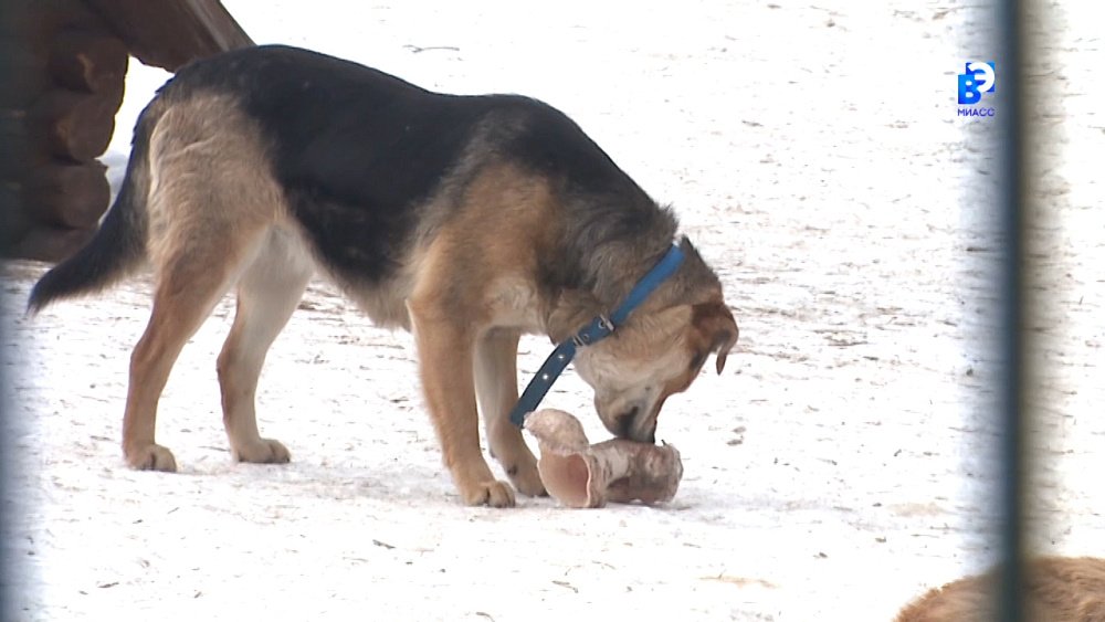 «Молодая Гвардия» помогает бездомным животным