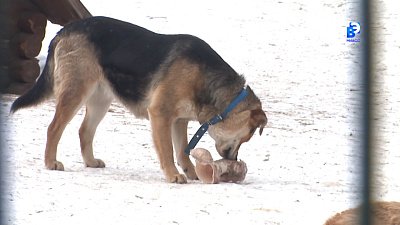 «Молодая Гвардия» помогает бездомным животным