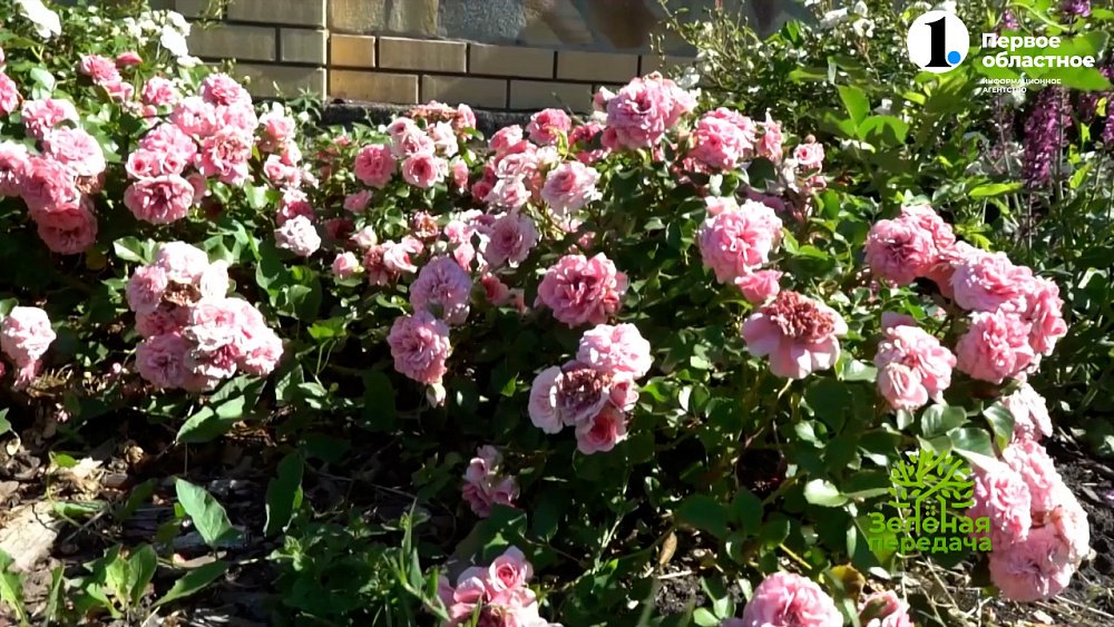 Выбираем розу и радуемся красоте «королевы сада»