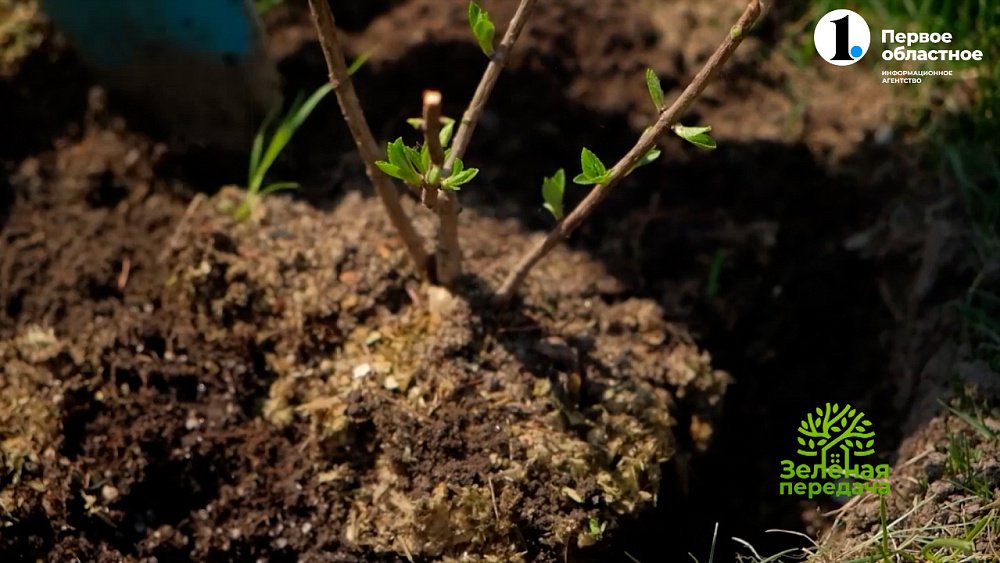 Что делать, если вода в саду уходит в песок?