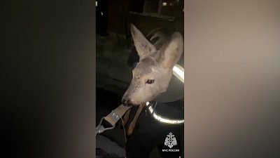 В Миассе детеныш косули застрял в заборе детского сада