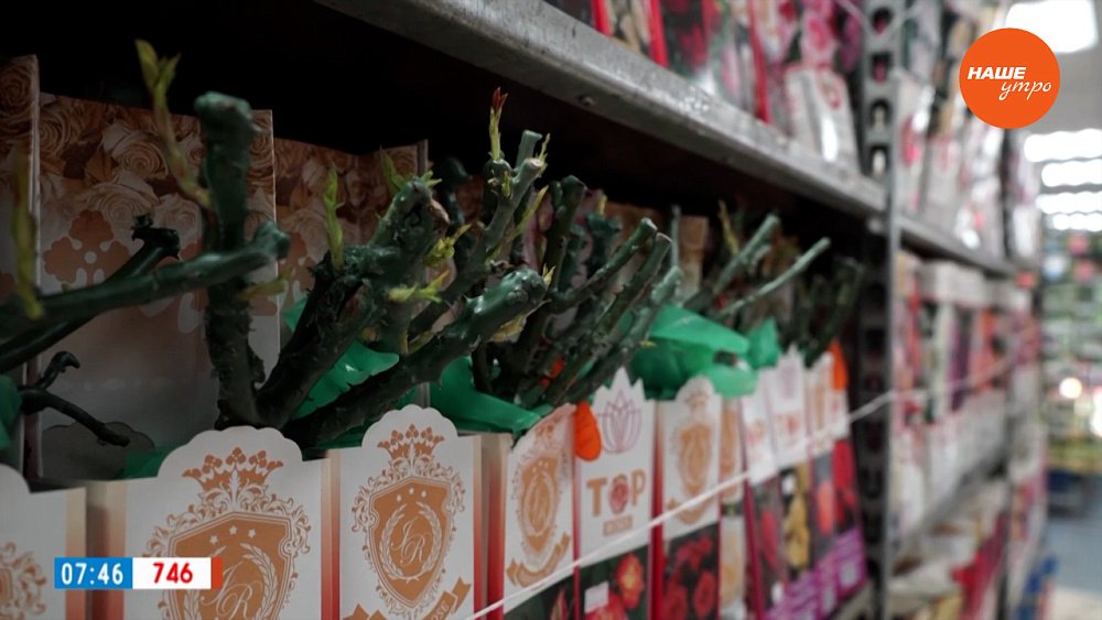 Мало купить розу ― важно ее сохранить! ― в рубрике «Руки садовода»