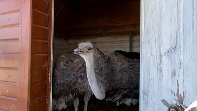 В Челябинском зоопарке страус Галочка станцевала на камеру