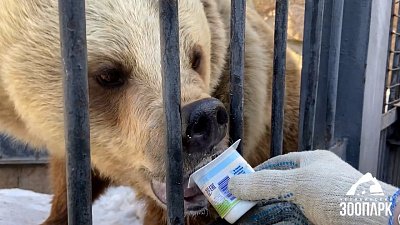 В Челябинском зоопарке показали диету медведей после спячки