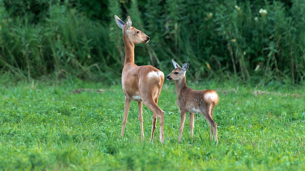 Анималист из Магнитогорска всю зиму подкармливает диких кабанов и косуль