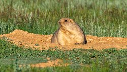 Анималист из Магнитогорска всю зиму подкармливает диких кабанов и косуль