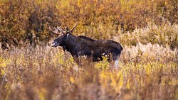 Анималист из Магнитогорска всю зиму подкармливает диких кабанов и косуль