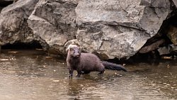 Анималист из Магнитогорска всю зиму подкармливает диких кабанов и косуль
