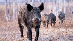 Анималист из Магнитогорска всю зиму подкармливает диких кабанов и косуль