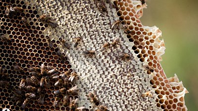 В Челябинской области по новым требованиям промаркируют пчел