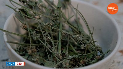 Чай из мелиссы в рубрике «Время пить чай»