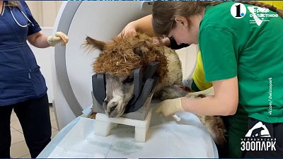 У альпаки из Челябинского зоопарка нашли камни в почке