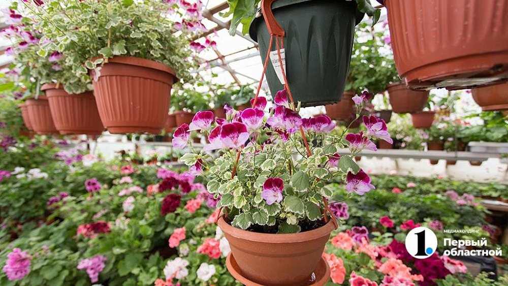 В Челябинске продажи комнатных растений выросли на 21%