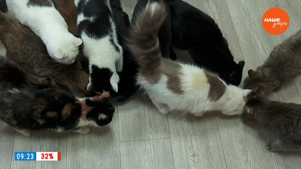 Котоофис в рубрике «Усы, лапы и хвост»