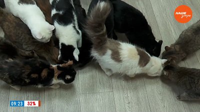 Котоофис в рубрике «Усы, лапы и хвост»