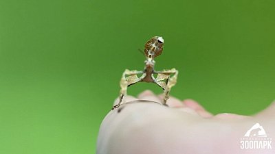 В Челябинском зоопарке сняли танцы австралийских палочников