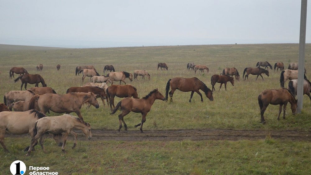 В Челябинской области за бесконтрольный выпас скота пригрозили 100‑тысячными штрафами