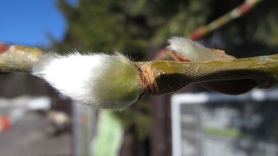 Верба на Таганае зацвела раньше срока