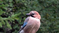 Верба на Таганае зацвела раньше срока