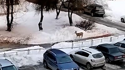 Косуля в Снежинске попала в объектив камеры очевидца