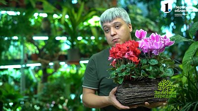 Учимся выращивать яркие и нежные цикламены