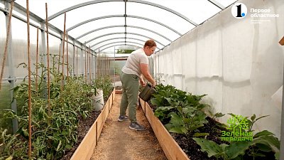 Подготовка теплицы к наступившему сезону