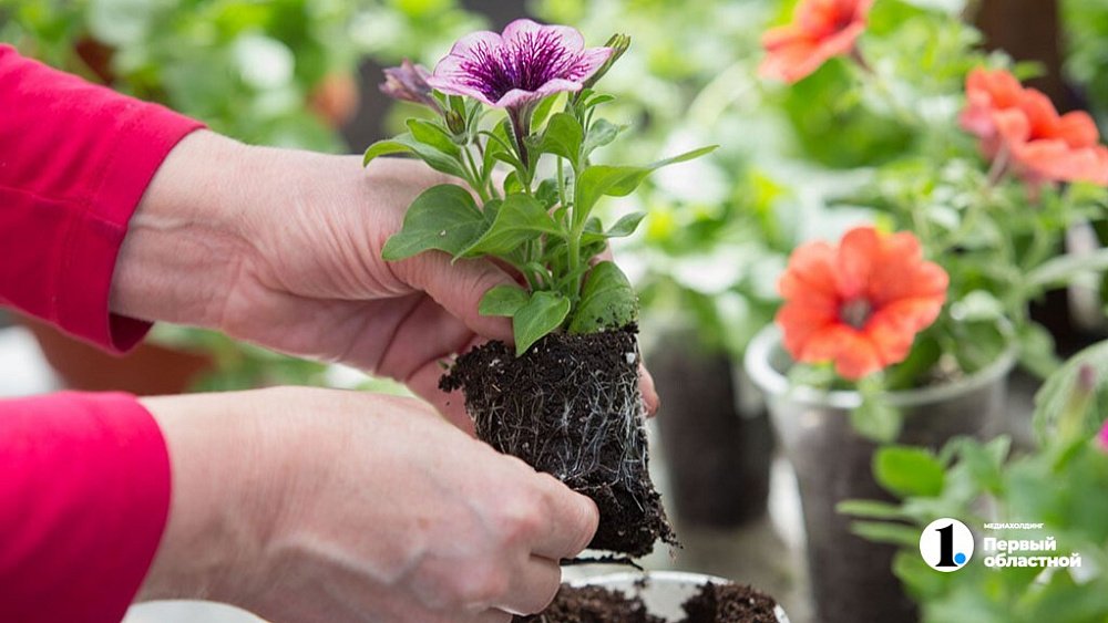 В Челябинске откроют ярмарку для садоводов