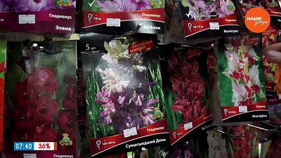 Правила выбора луковиц гладиолусов в рубрике «Руки садовода»