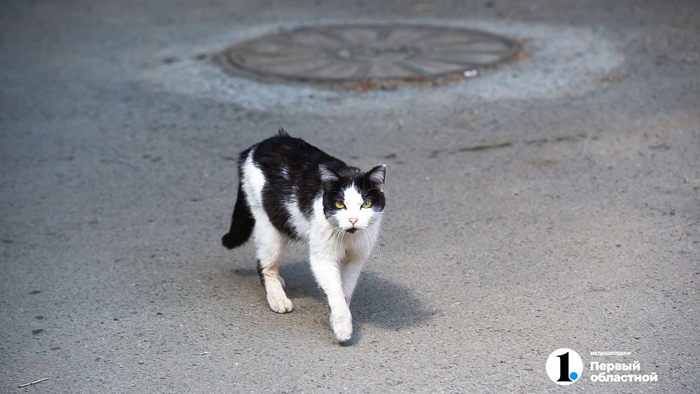 Три новых случая бешенства животных выявили в Челябинской области