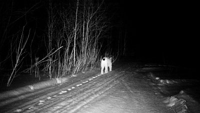 Рысь зафиксировала фотоловушка в национальном парке «Зигальга»