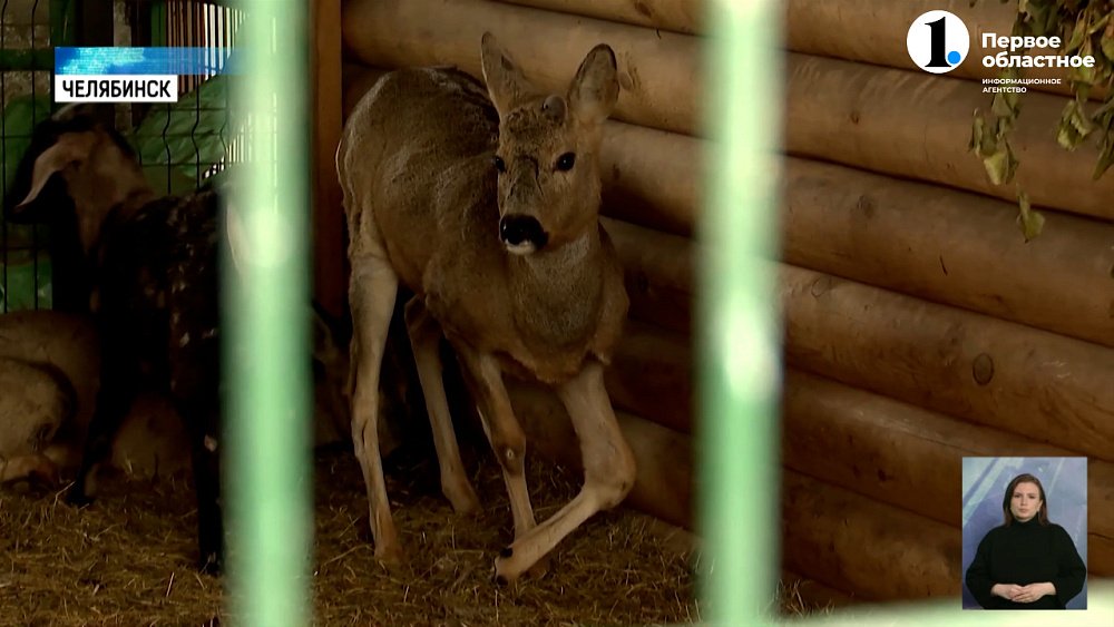 В Челябинске помогают заблудившимся косулям