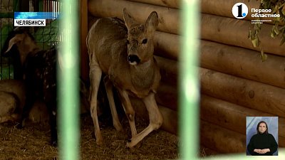 В Челябинске помогают заблудившимся косулям