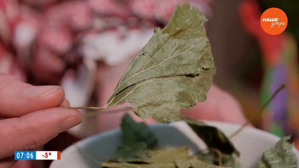 Мать-и-мачеха в рубрике «Время пить чай»