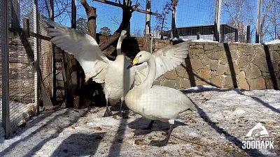 В Челябинском зоопарке гуси и лебеди переехали на территорию контактной площадки