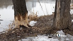 В центре Челябинска заметили бобров