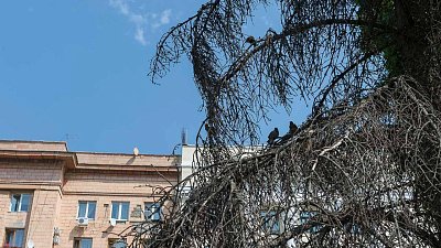 В Челябинске намерены разобраться с аварийными деревьями