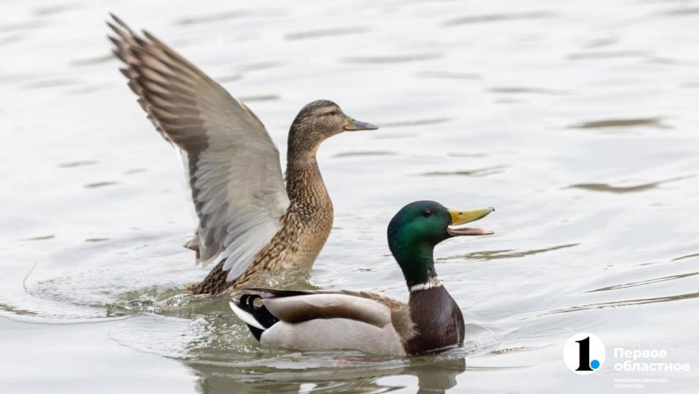 Челябинские утки радуются весне на реке Миасс