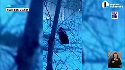 На берегах реки Миасс заметили бобров