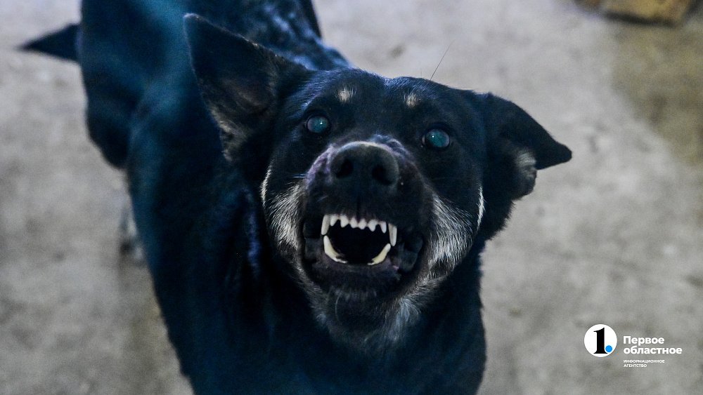 В Челябинской области животные стали чаще кусать людей