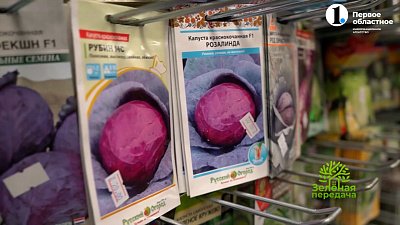 Как выбрать краснокочанные сорта капусты?