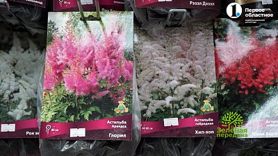 Астильба — королева тенистого сада