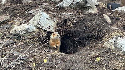 Первый суслик проснулся в ботаническом саду ЧелГУ
