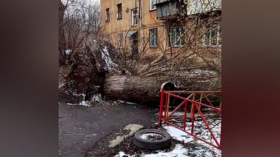 В Челябинске рухнувшее дерево чуть не задело местную жительницу