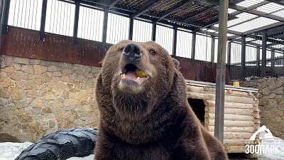 Медведи в Челябинском зоопарке получают полезные перекусы